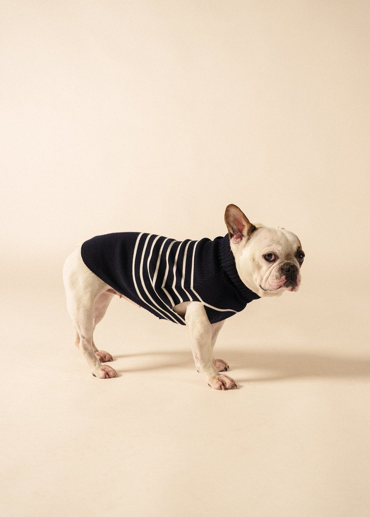 PARISIAN PUP Glowline Sweater (NAVY / GLOW)