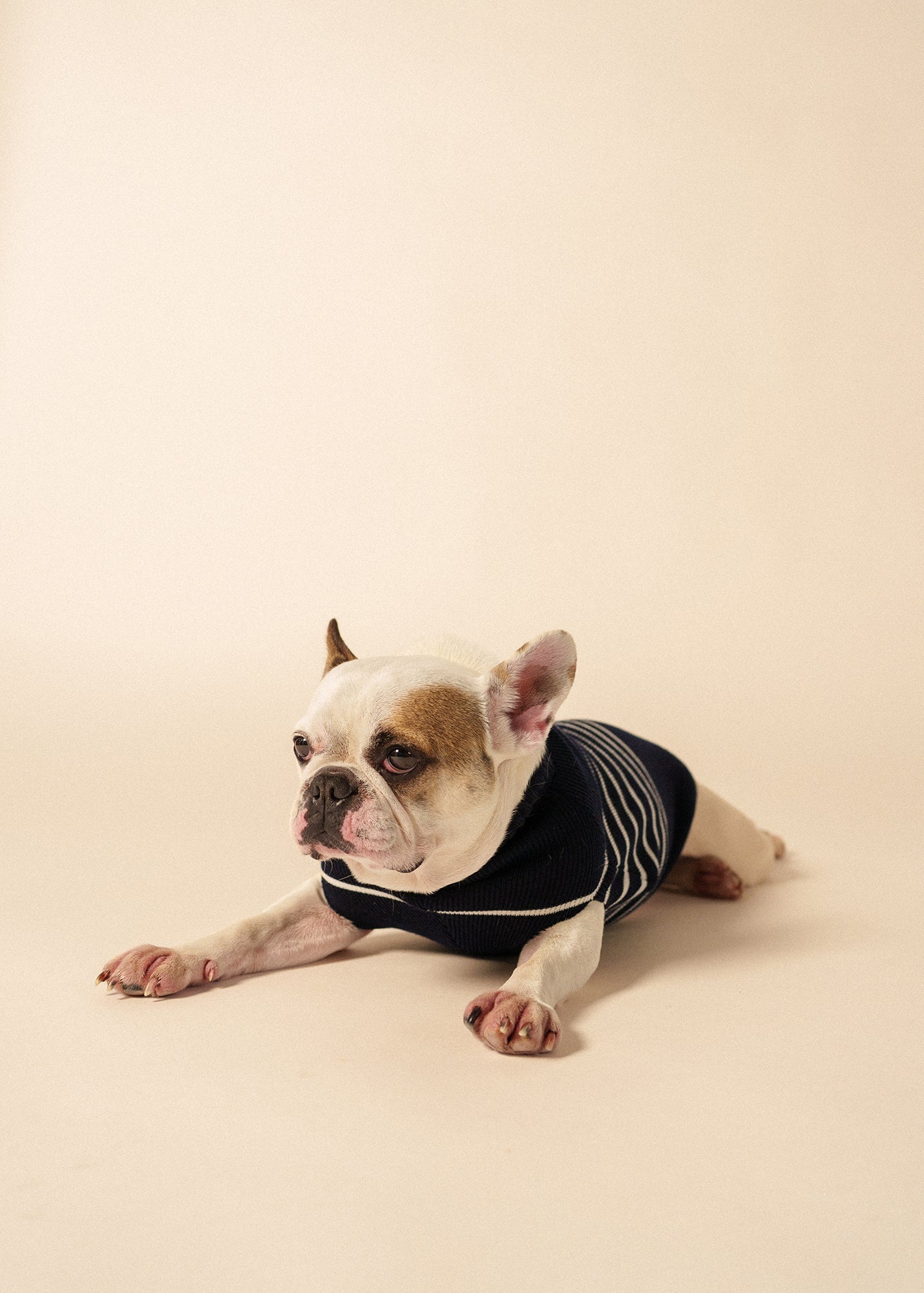 PARISIAN PUP Glowline Sweater (NAVY / GLOW)